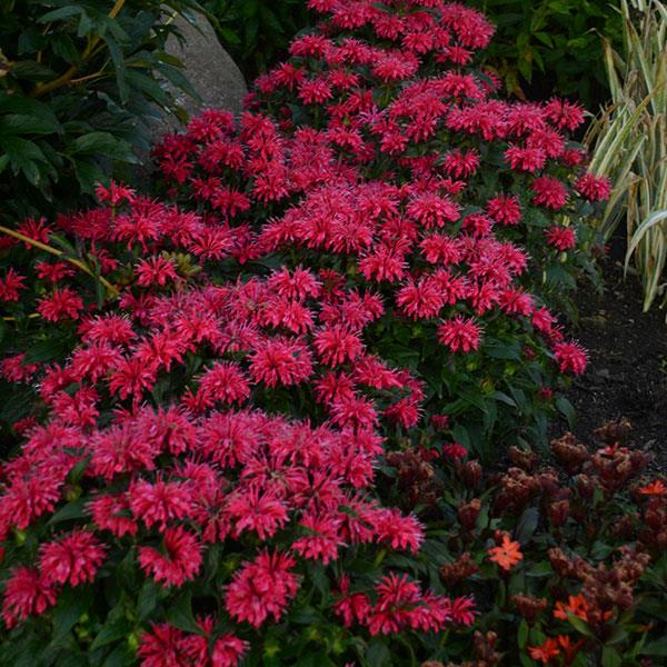 Monarda didyma Sugar Buzz® Cherry Pops - Garden