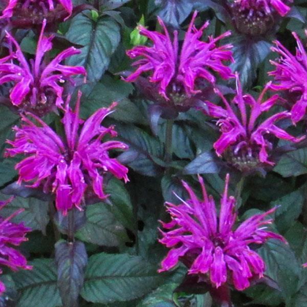 Monarda didyma Sugar Buzz® Rockin' Raspberry - Bloom