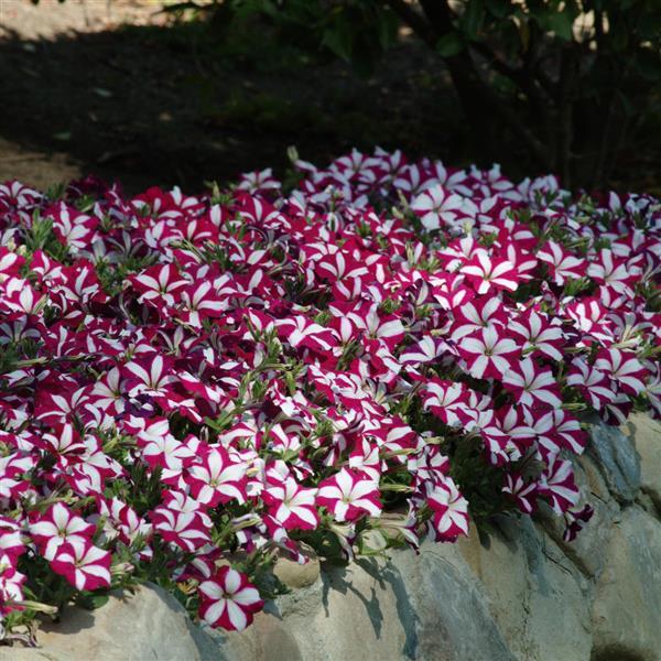 Easy Wave® Burgundy Star Spreading Petunia - Landscape