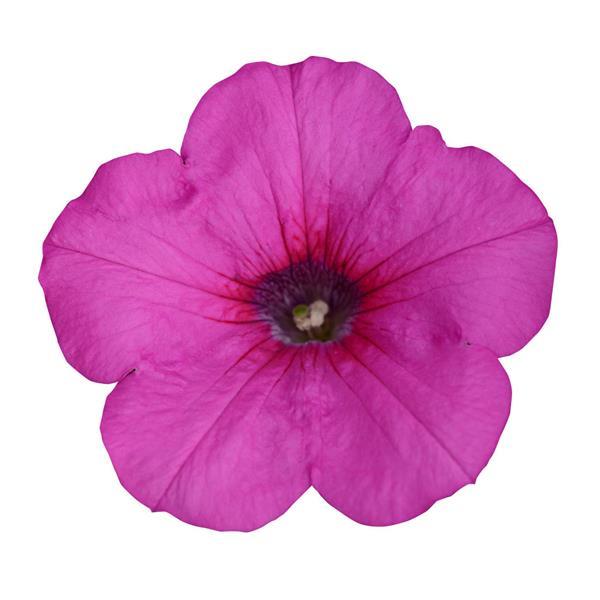 Easy Wave® Neon Rose Spreading Petunia - Bloom