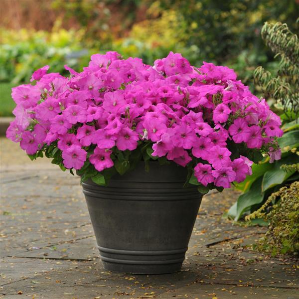 Easy Wave® Neon Rose Spreading Petunia - Container