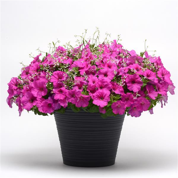 Easy Wave® Neon Rose Spreading Petunia - Displays