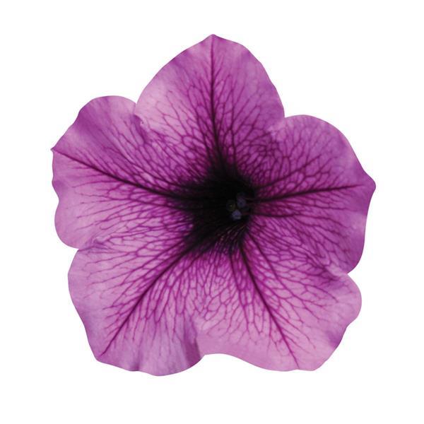 Easy Wave® Plum Vein Spreading Petunia - Bloom