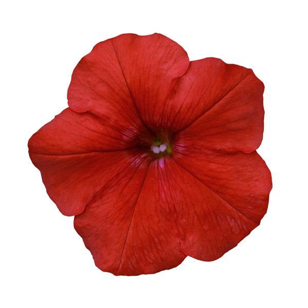 Easy Wave® Red Spreading Petunia - Bloom