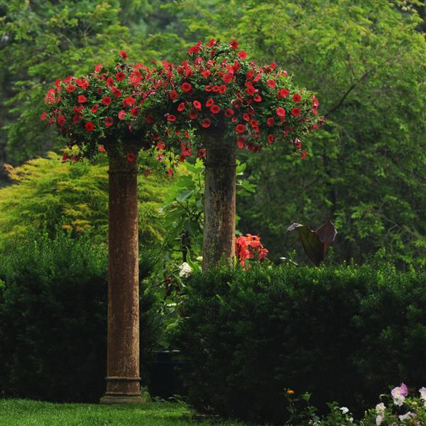 Easy Wave® Red Spreading Petunia - Landscape