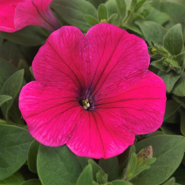 Easy Wave® Rose Spreading Petunia - Bloom