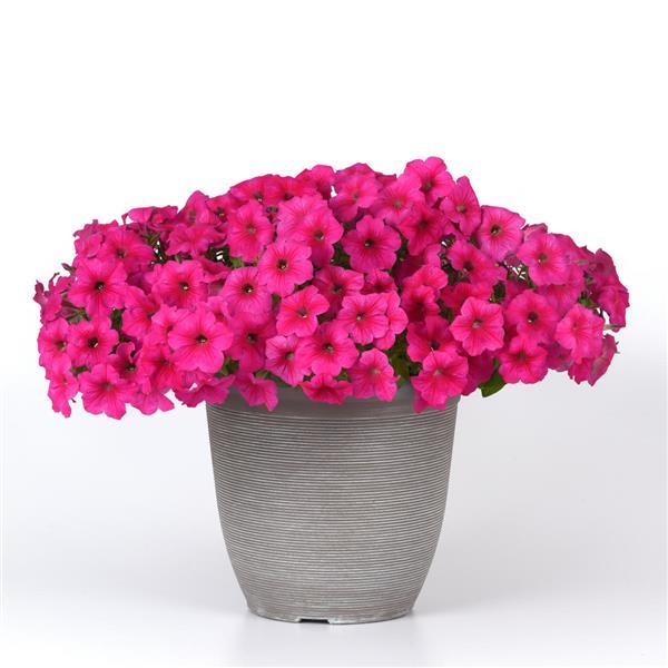 Easy Wave® Rose Spreading Petunia - Container