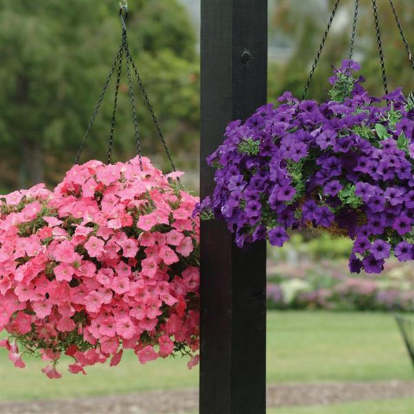 Easy Wave® Coral Reef Spreading Petunia - Commercial Landscape 1