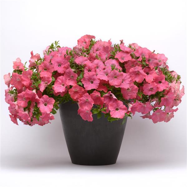 Easy Wave® Coral Reef Spreading Petunia - Container