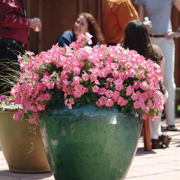 Easy Wave® Coral Reef Spreading Petunia - Landscape