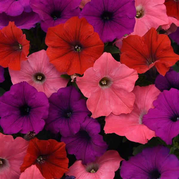 Easy Wave® South Beach Mixture Spreading Petunia - Bloom