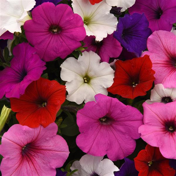 Easy Wave® Formula Mixture Spreading Petunia - Bloom