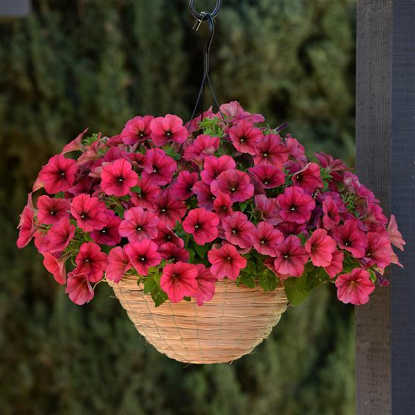 Easy Wave® Berry Velour Spreading Petunia - Basket