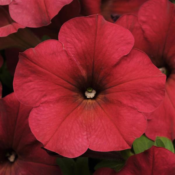 Easy Wave® Berry Velour Spreading Petunia - Bloom