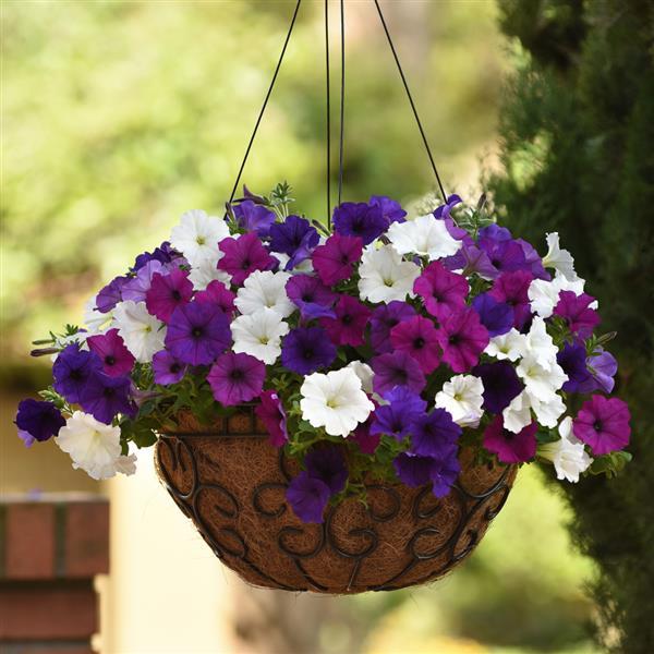 Easy Wave® Great Lakes Mixture Spreading Petunia - Basket