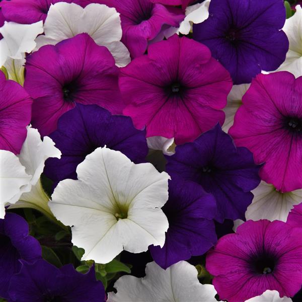 Easy Wave® Great Lakes Mixture Spreading Petunia - Bloom