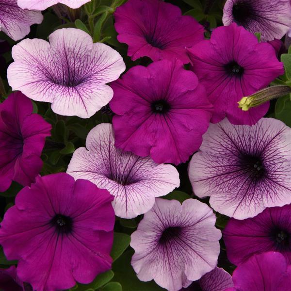 Easy Wave® Plum Pudding Mixture Spreading Petunia - Bloom