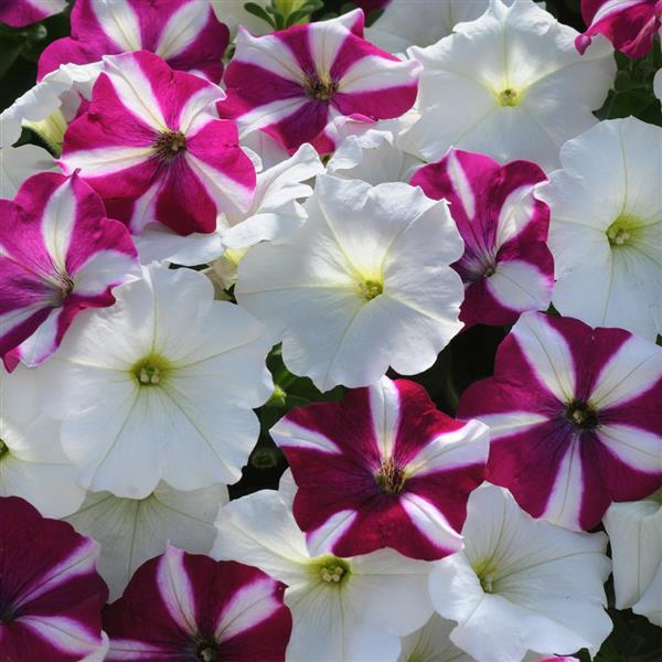 Easy Wave® Starfish Mixture Spreading Petunia - Bloom