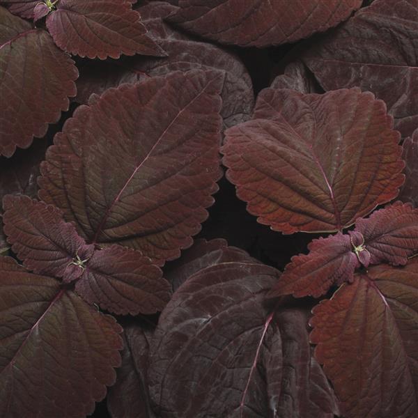 Dark Chocolate Coleus, Premium Sun - Bloom