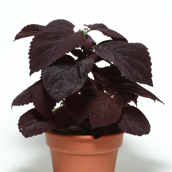 Dark Chocolate Coleus, Premium Sun - Container