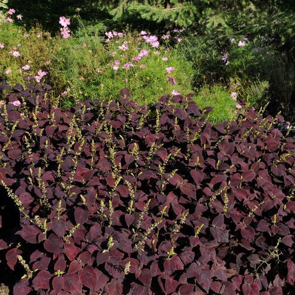 Dark Chocolate Coleus, Premium Sun - Landscape