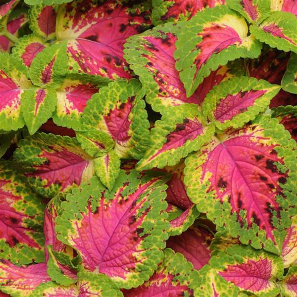 Watermelon Coleus, Premium Sun - Bloom