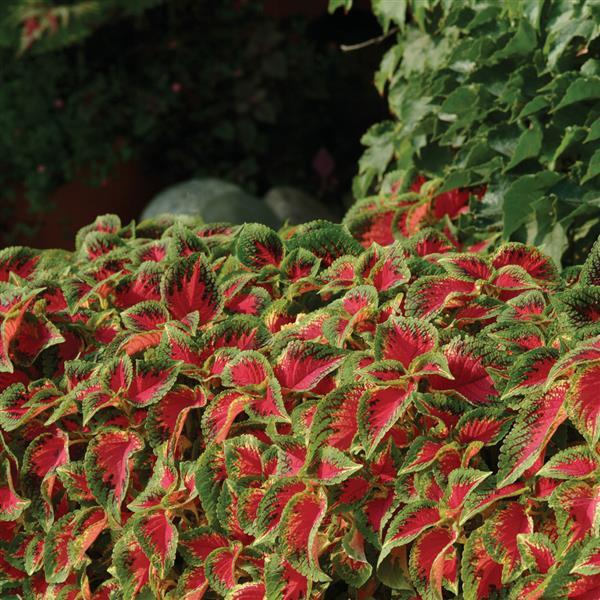 Watermelon Coleus, Premium Sun - Landscape