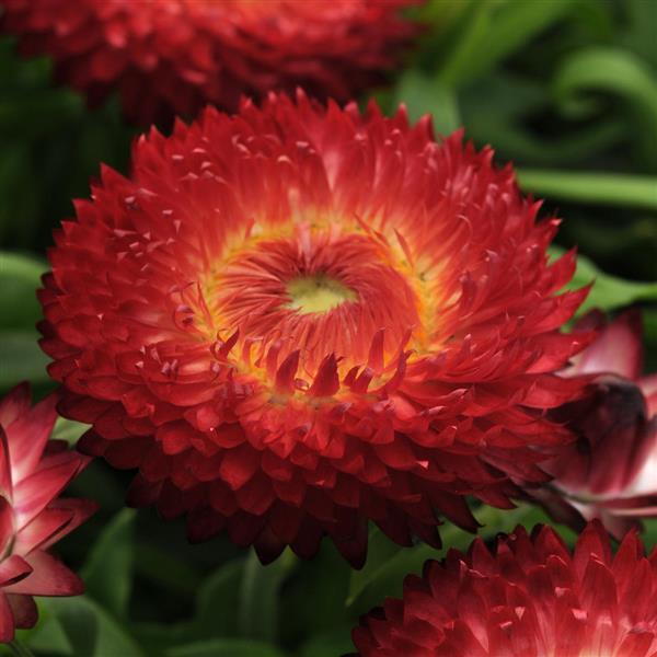 Dreamtime® Jumbo Red Bracteantha - Bloom