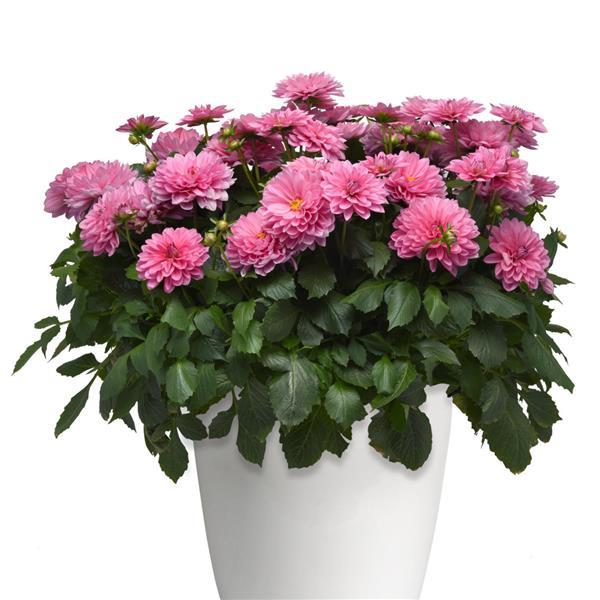 Venti™ Light Rose Dahlia - Container