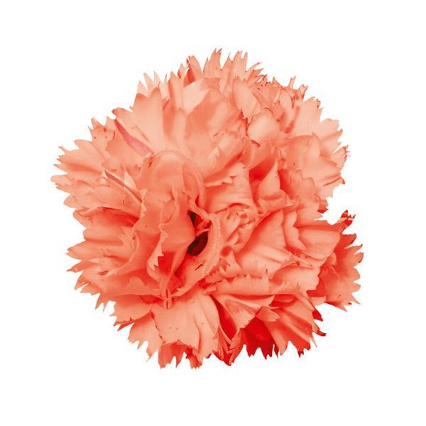 Vivacia™ Orange Dianthus - Bloom