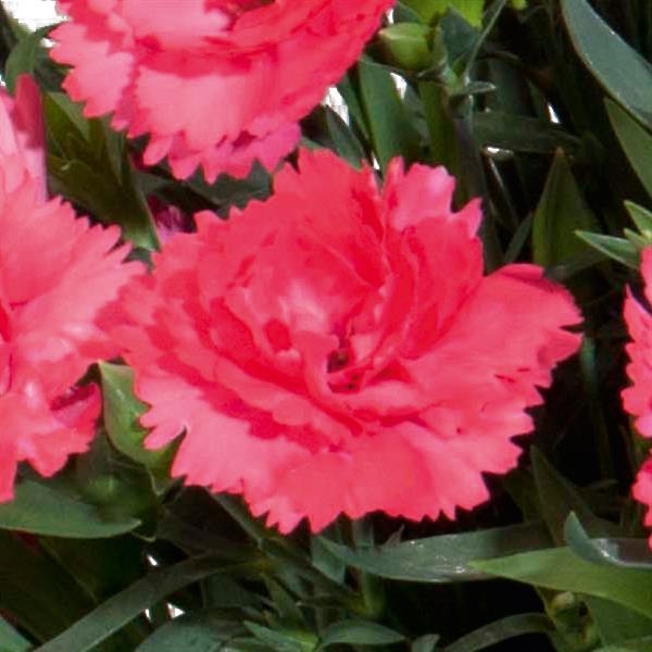 Vivacia™ Pink Dianthus - Bloom