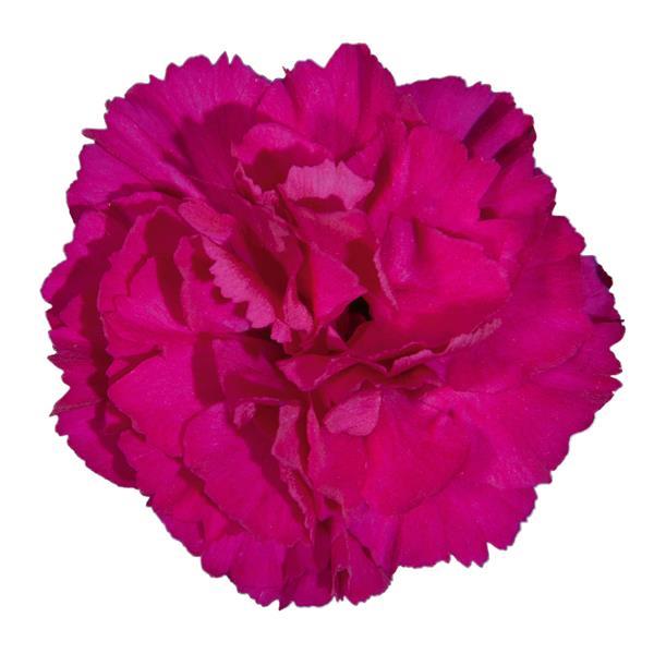 Vivacia™ Purple Dianthus - Bloom