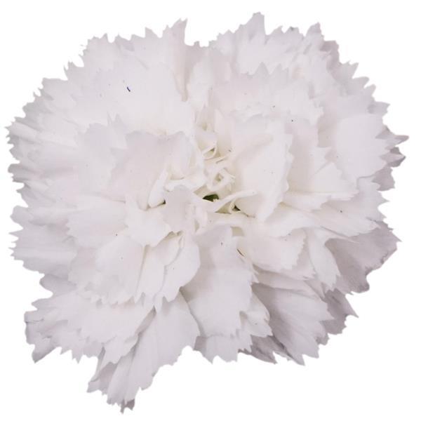 Vivacia™ White Dianthus - Bloom