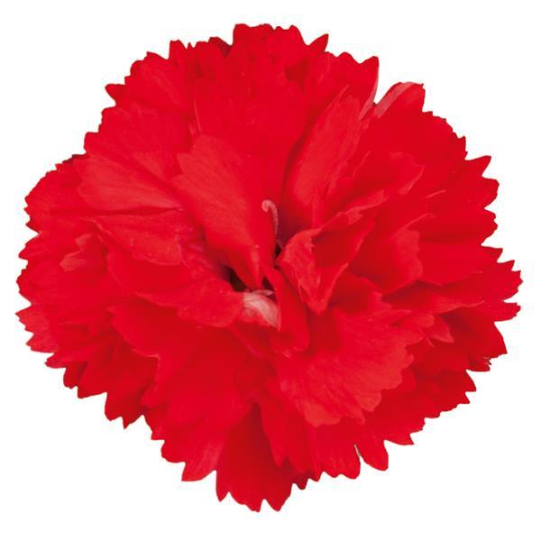 Vivacia™ Bright Red Dianthus - Bloom