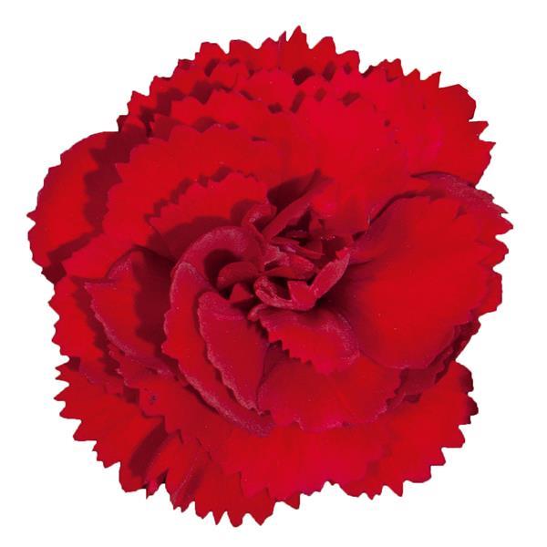 Vivacia™ Deep Red Dianthus - Bloom