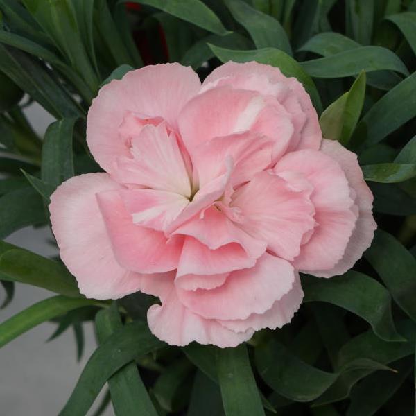 Vivacia™ Light Pink Dianthus - Bloom