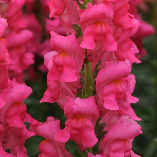 Potomac™ Cherry Rose Snapdragon - Bloom