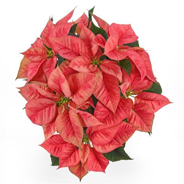 Christmas Beauty™ Prince Poinsettia - Bloom