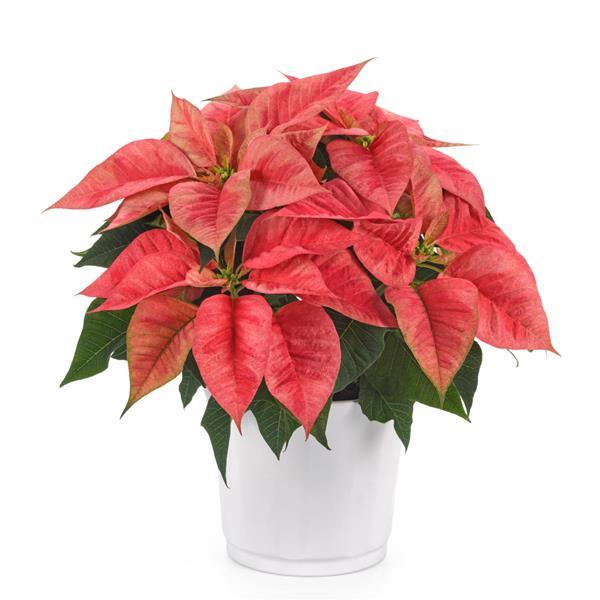 Christmas Beauty™ Prince Poinsettia - Container