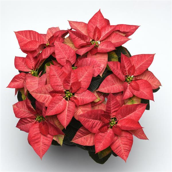 Christmas Beauty™ Queen Poinsettia - Bloom