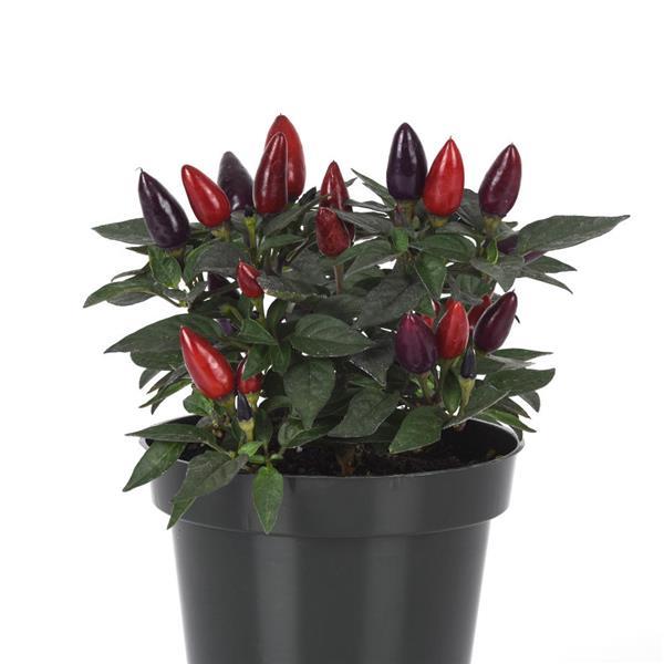 Acapulco XP™ Purple Ornamental Pepper - Container