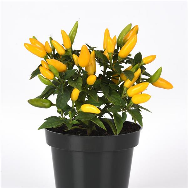 Acapulco XP™ Yellow Ornamental Pepper - Container