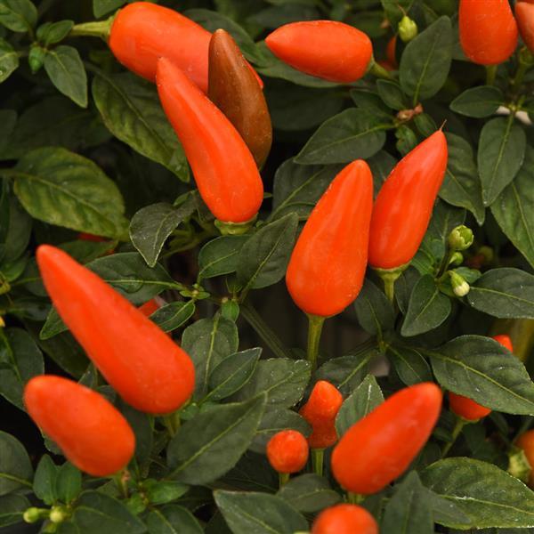 Acapulco XP™ Dark Orange Ornamental Pepper - Bloom