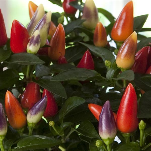 Acapulco XP™ Multicolor Red Ornamental Pepper - Bloom