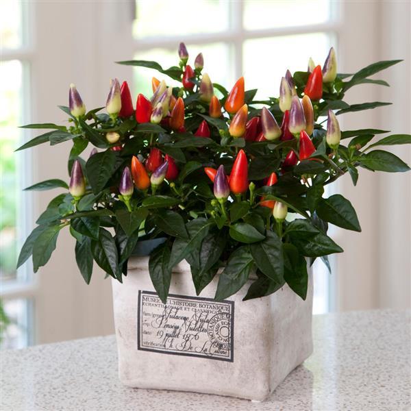 Acapulco XP™ Multicolor Red Ornamental Pepper - Container