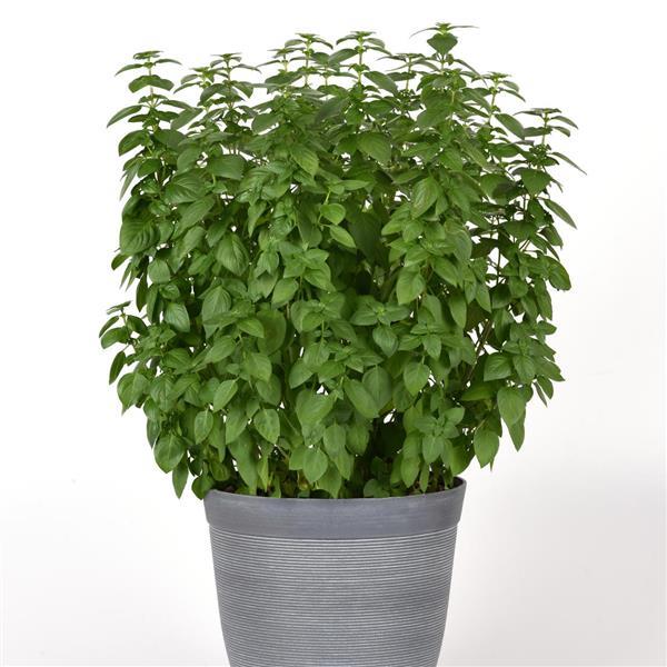 Everleaf Lemon Basil - Container