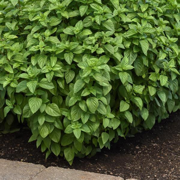 Everleaf Lemon Basil - Garden