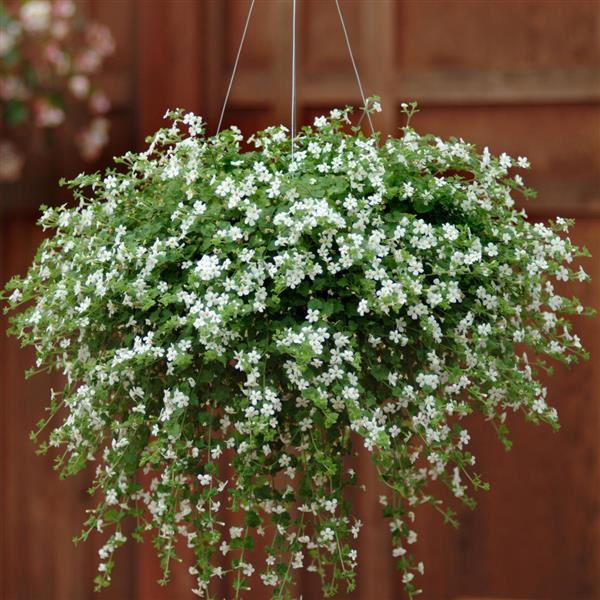 Snowtopia® Bacopa - Basket