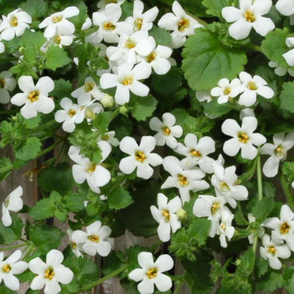 Snowtopia® Bacopa - Bloom