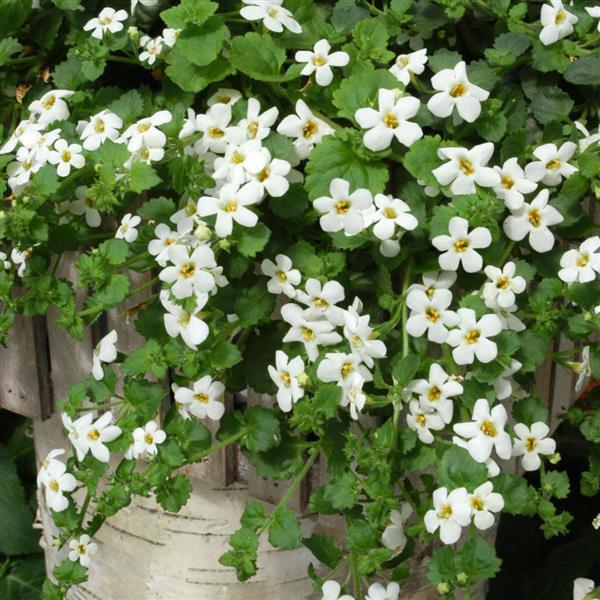 Snowtopia® Bacopa - Container